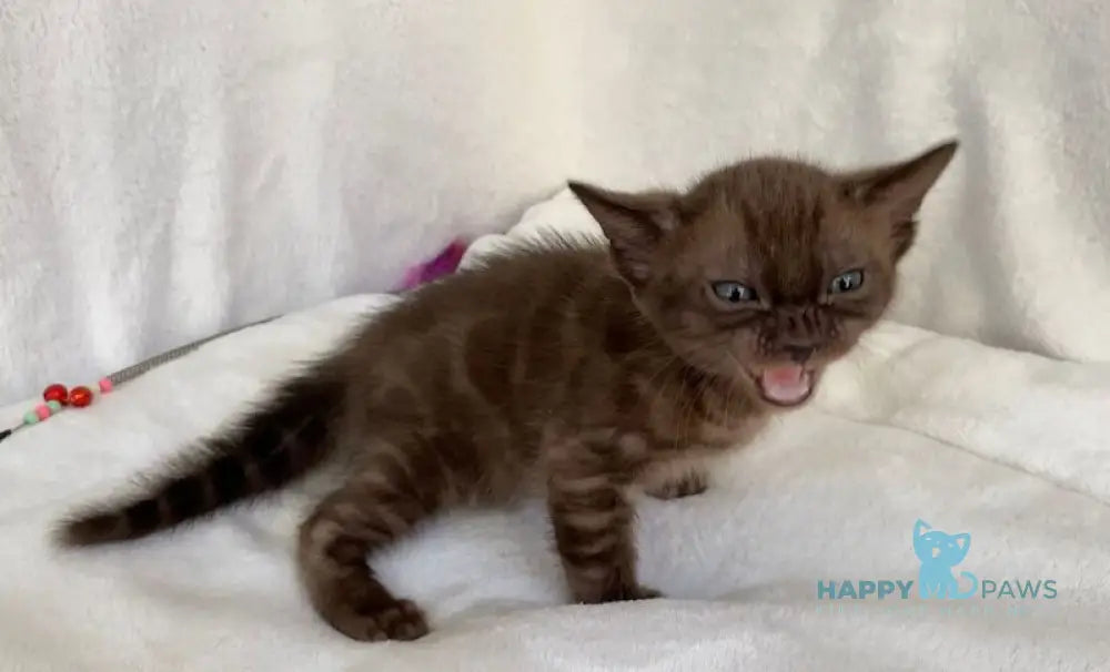 Benjamin Bengal male black spotted tabby live animals