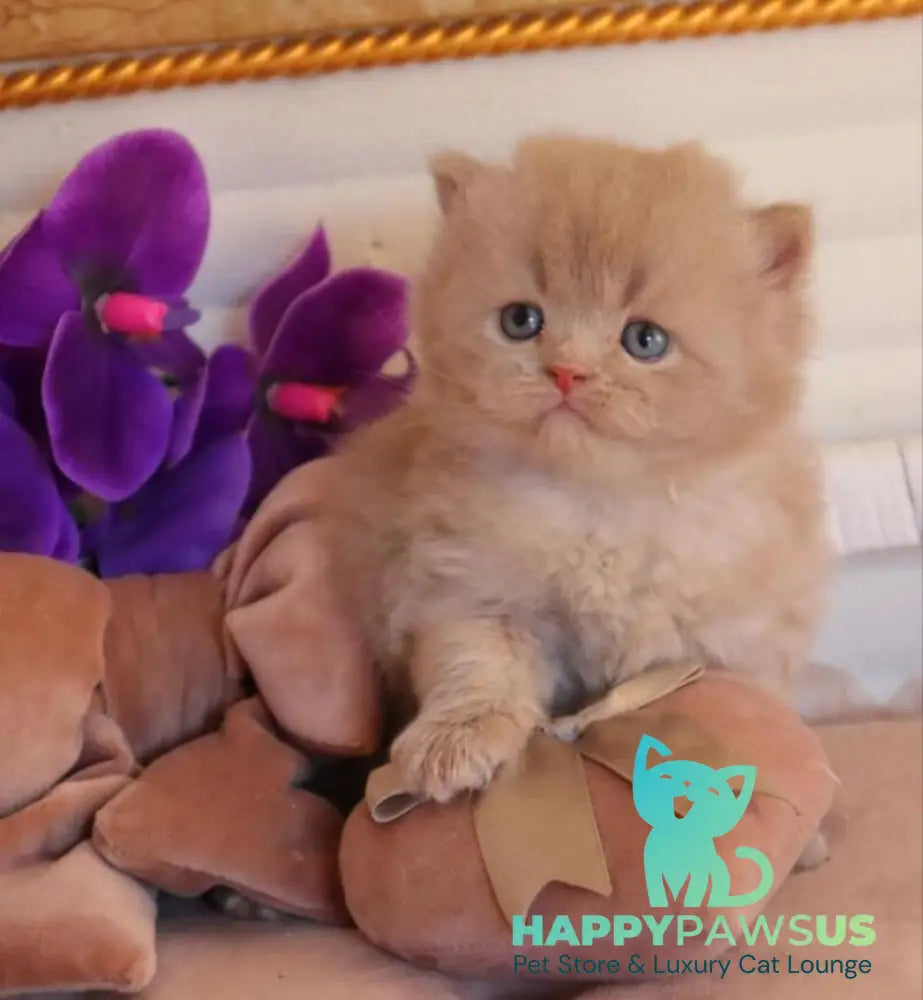 Benjamin British Longhair male fawn - live animals