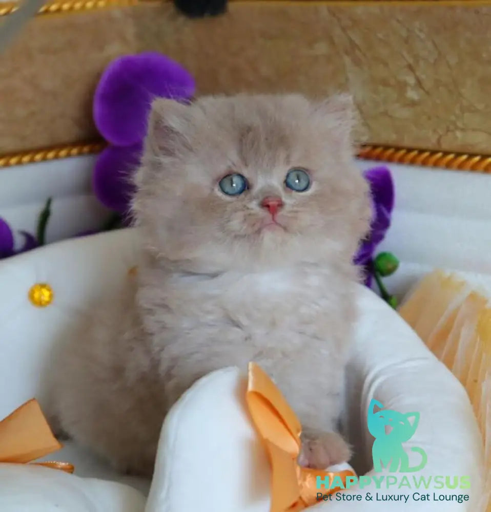 Benjamin British Longhair male fawn - live animals