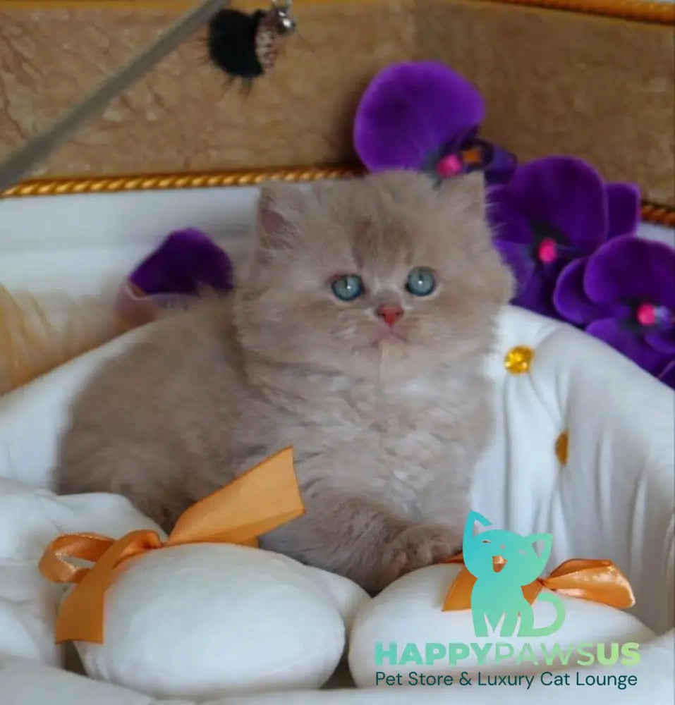 Benjamin British Longhair male fawn - live animals
