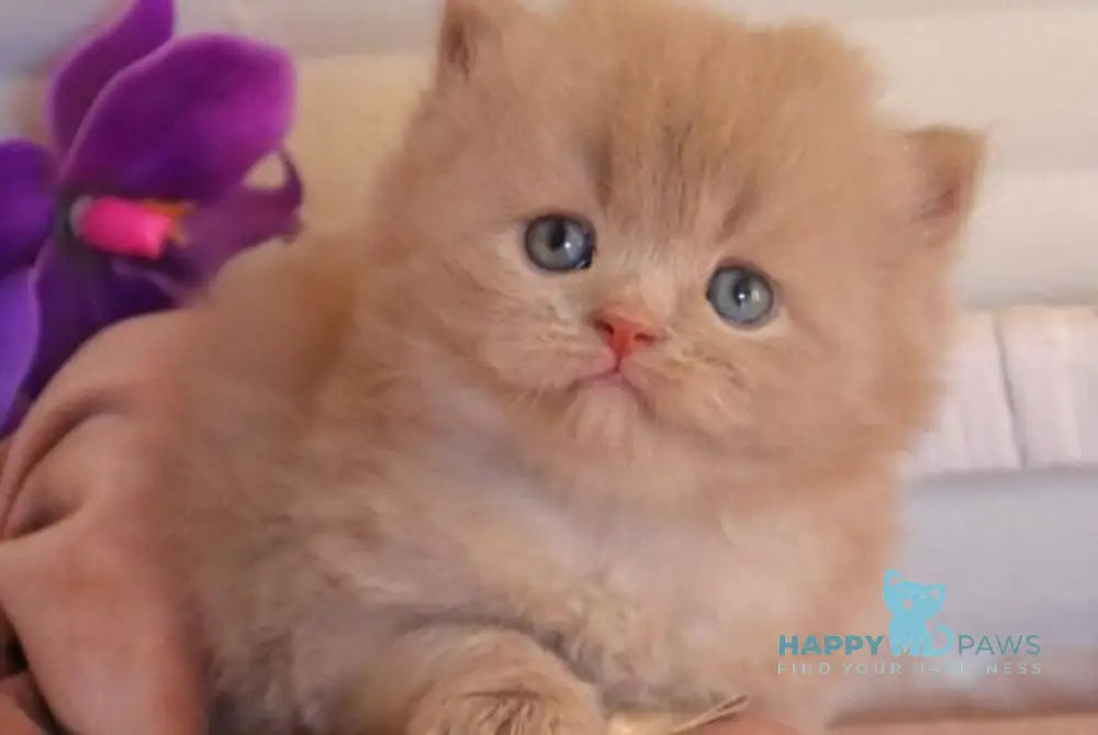 Benjamin British Longhair male fawn - live animals