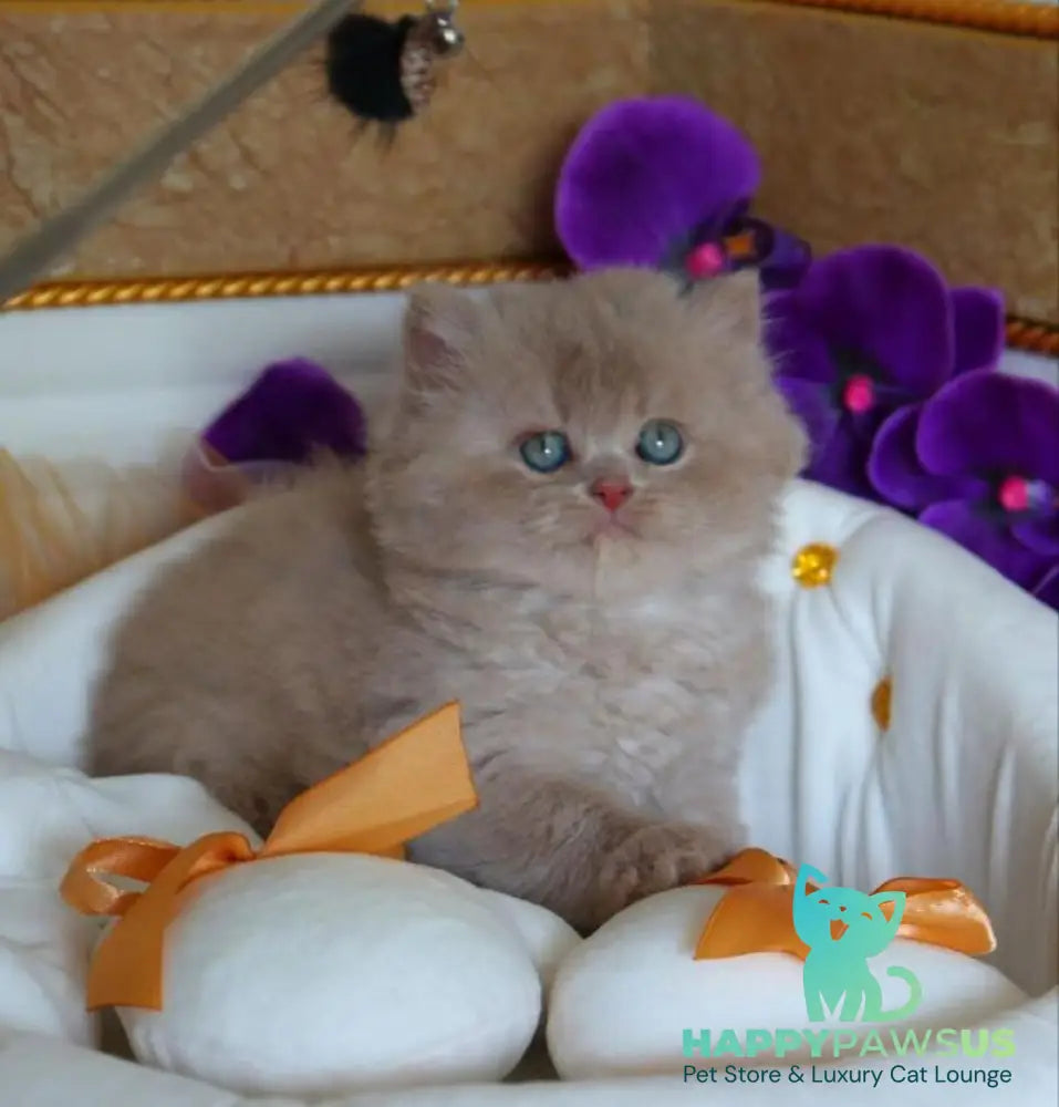 Benjamin British Longhair male fawn - live animals