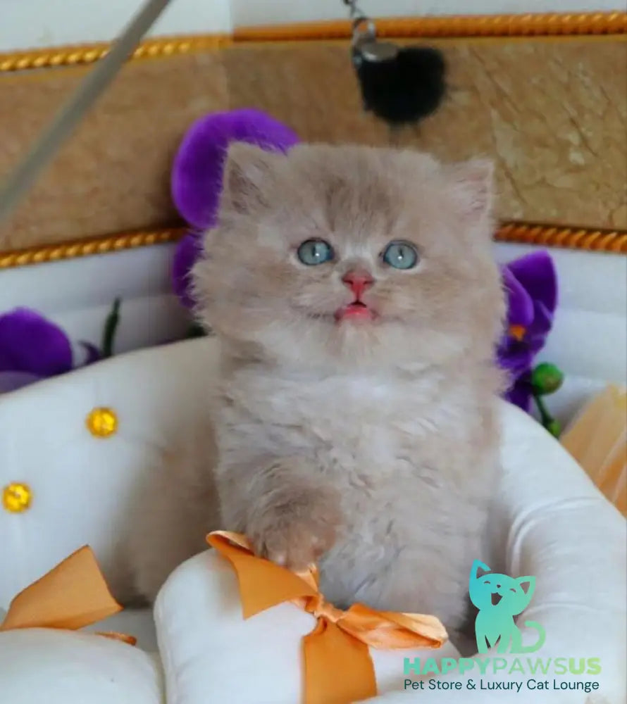 Benjamin British Longhair male fawn - live animals