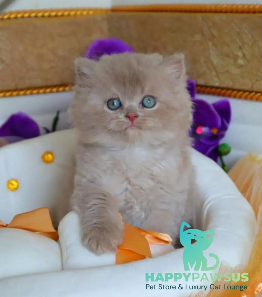 Benjamin British Longhair male fawn - live animals