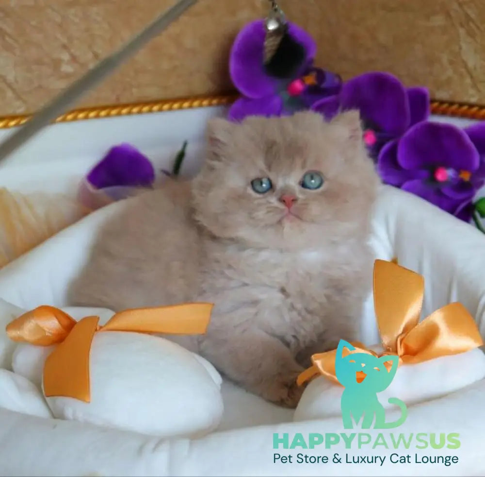 Benjamin British Longhair male fawn - live animals