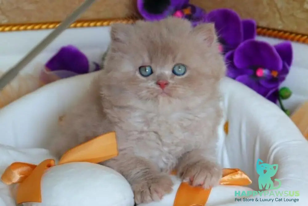 Benjamin British Longhair male fawn - live animals