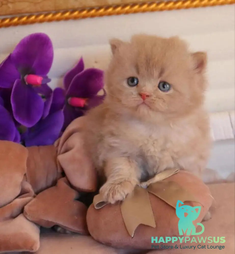 Benjamin British Longhair male fawn - live animals