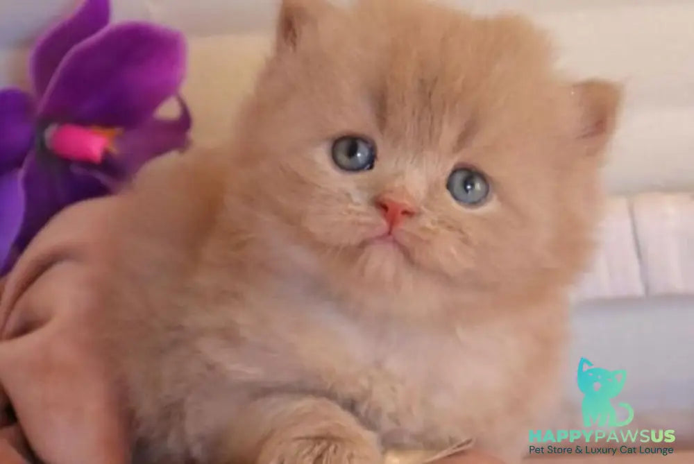 Benjamin British Longhair male fawn - live animals