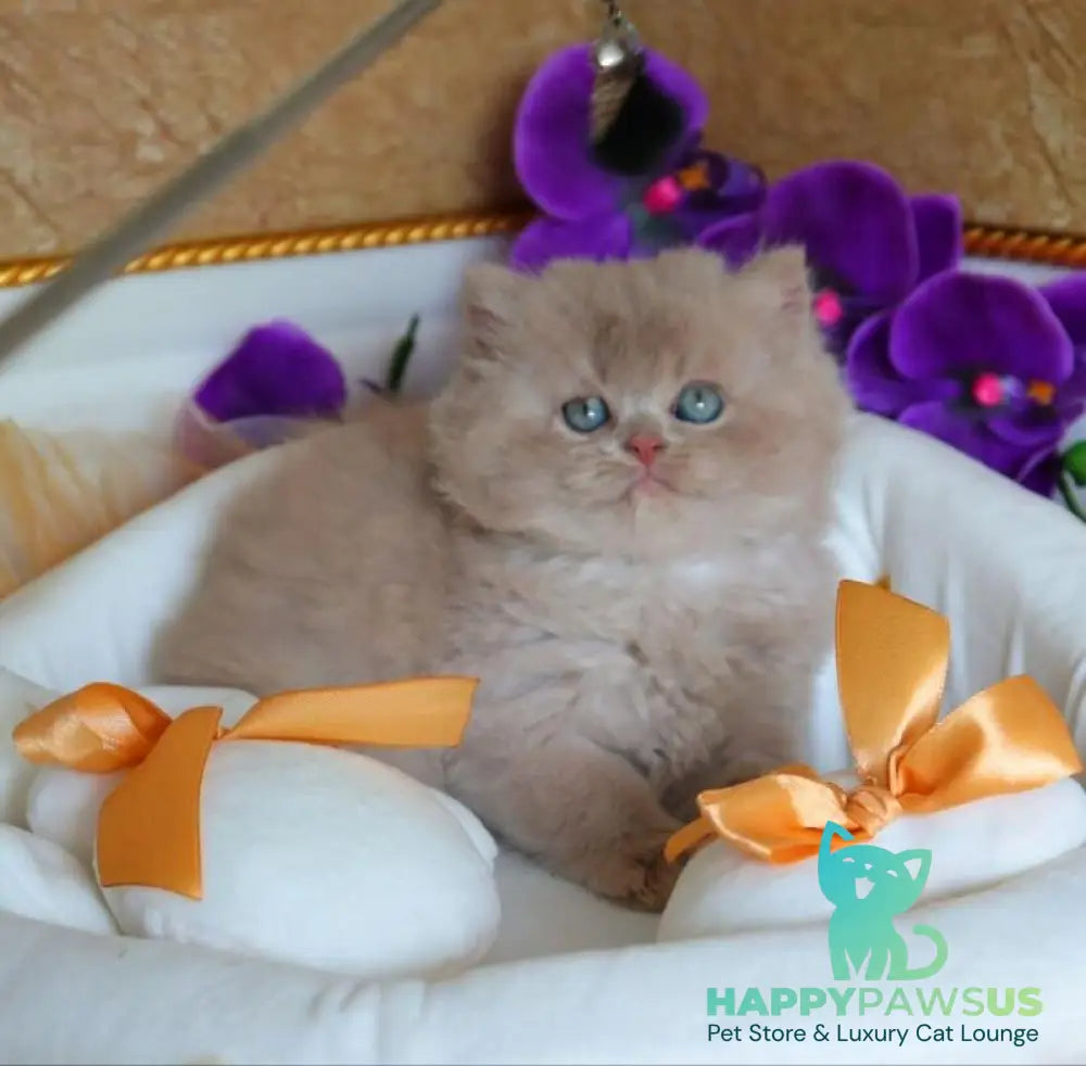 Benjamin British Longhair male fawn - live animals