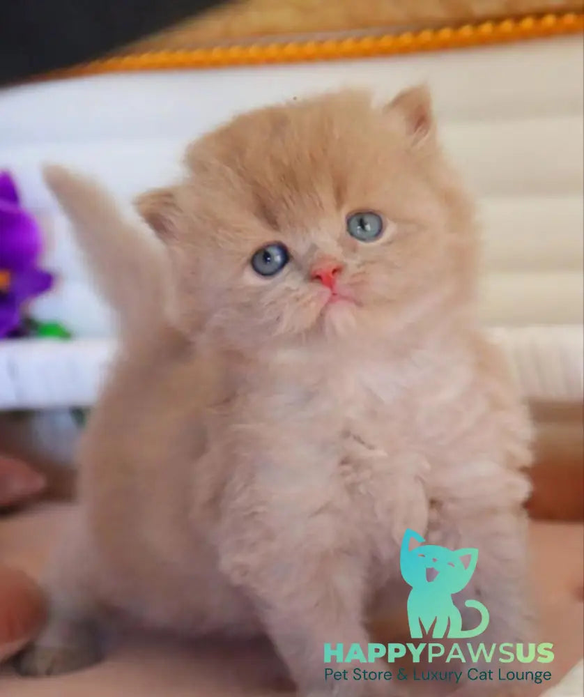 Benjamin British Longhair male fawn - live animals
