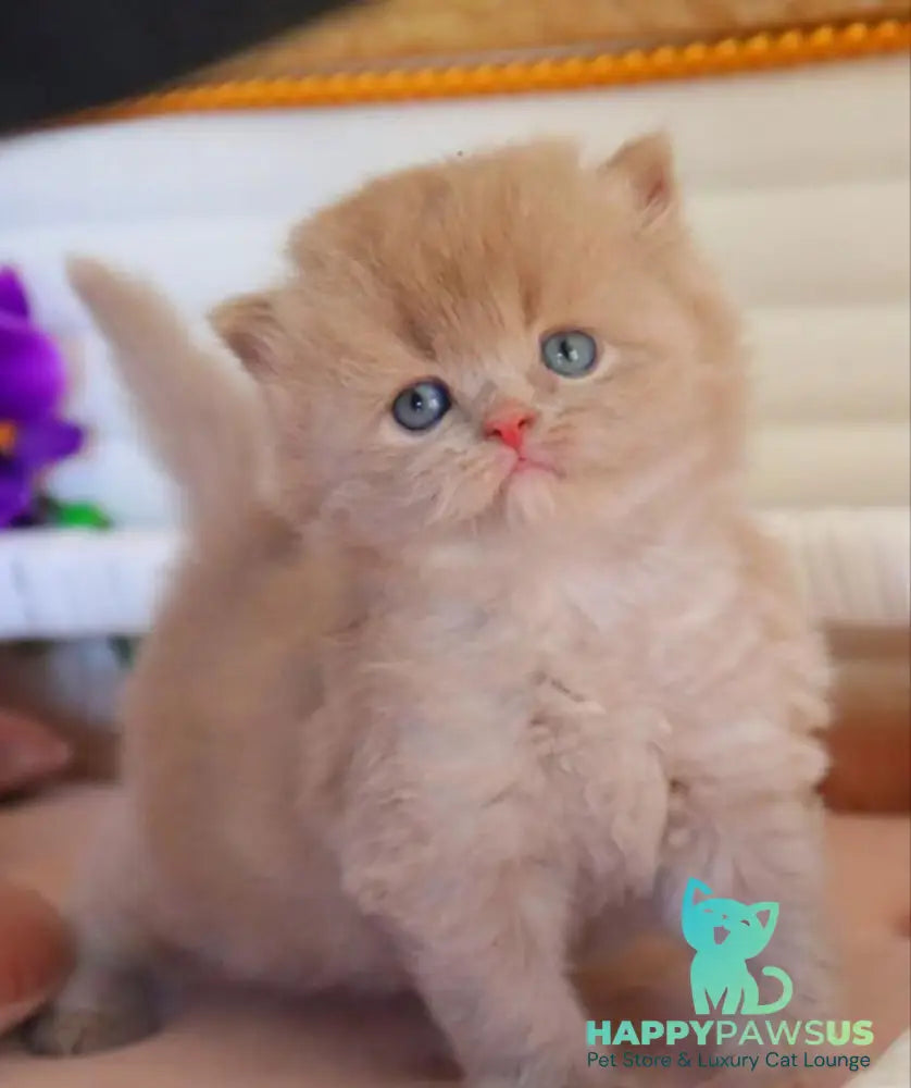 Benjamin British Longhair male fawn - live animals