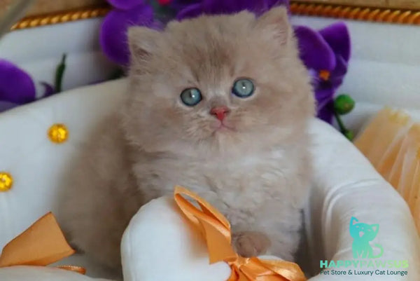 Benjamin British Longhair male fawn - live animals