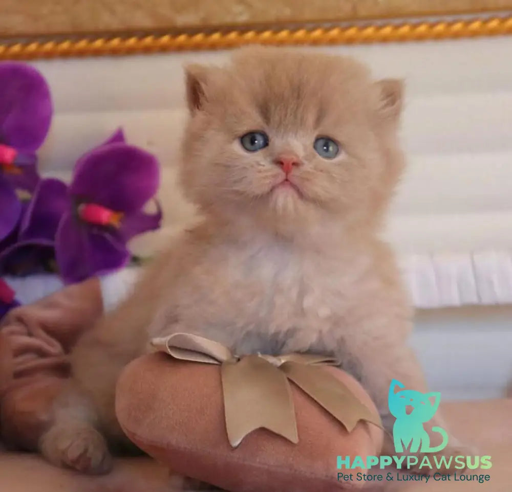 Benjamin British Longhair male fawn - live animals