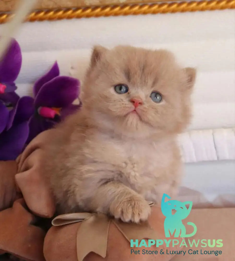 Benjamin British Longhair male fawn - live animals