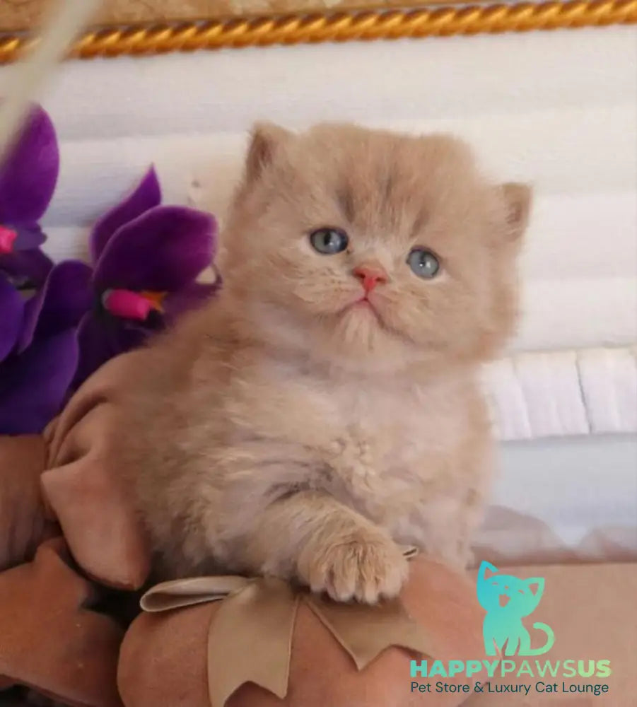 Benjamin British Longhair male fawn - live animals