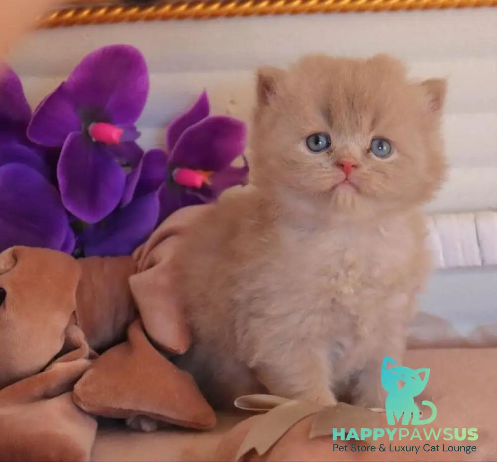 Benjamin British Longhair male fawn - live animals