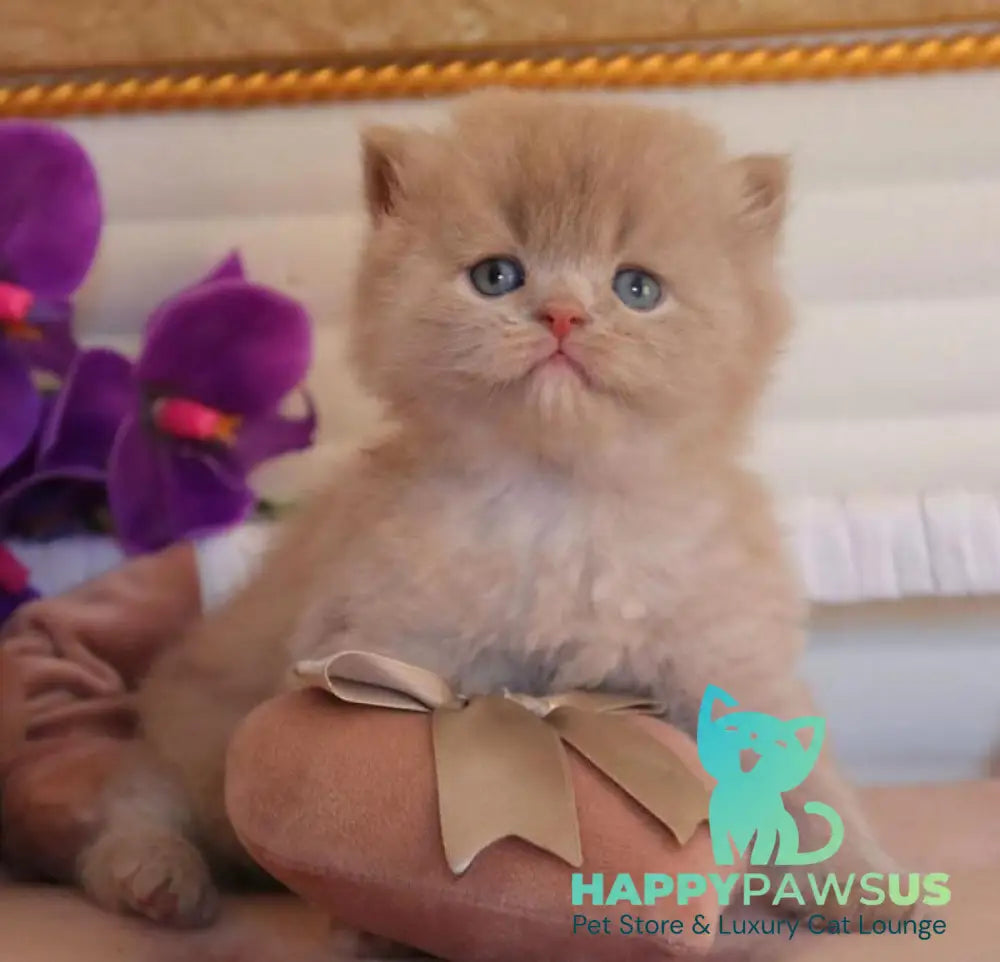Benjamin British Longhair male fawn - live animals