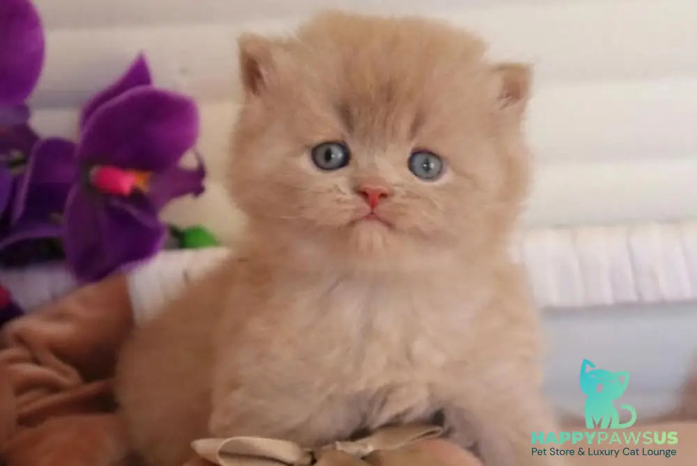 Benjamin British Longhair male fawn - live animals