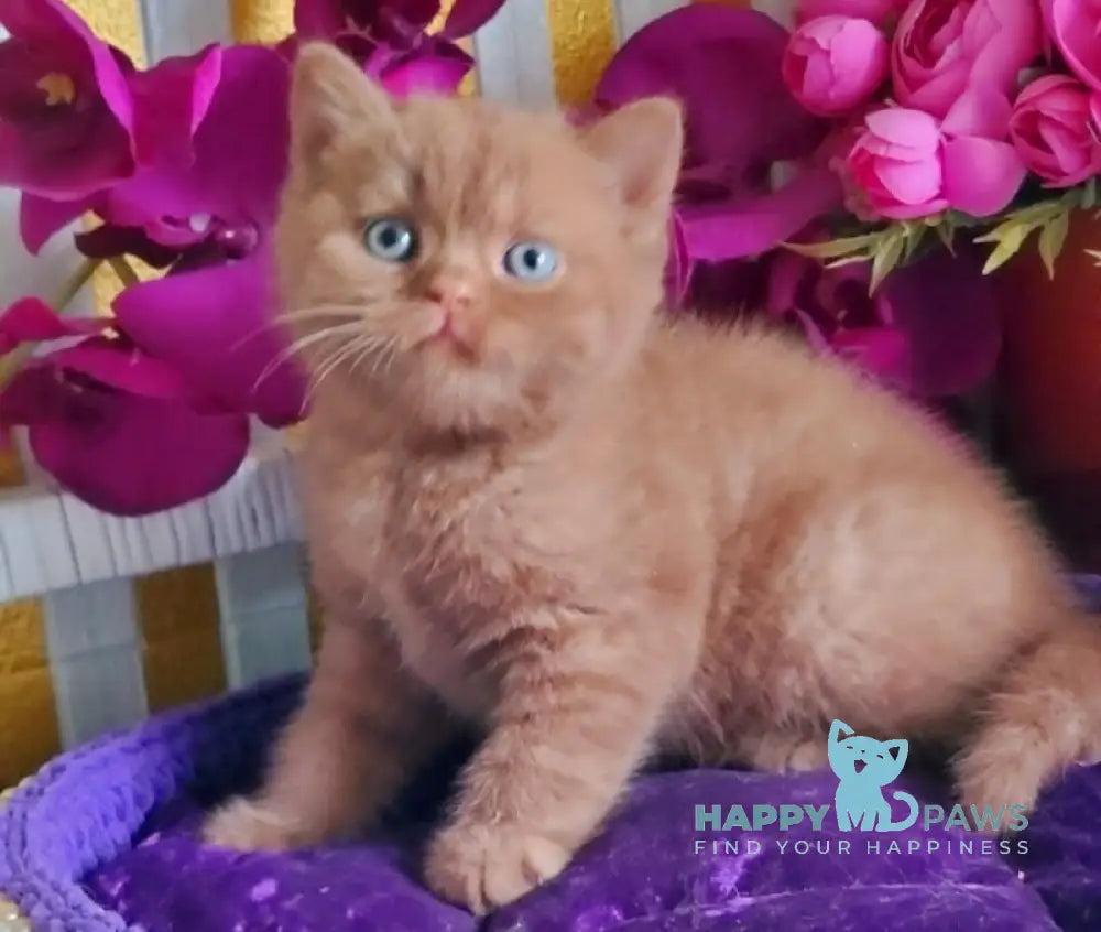 Benjamin British Shorthair male cinnamon live animals