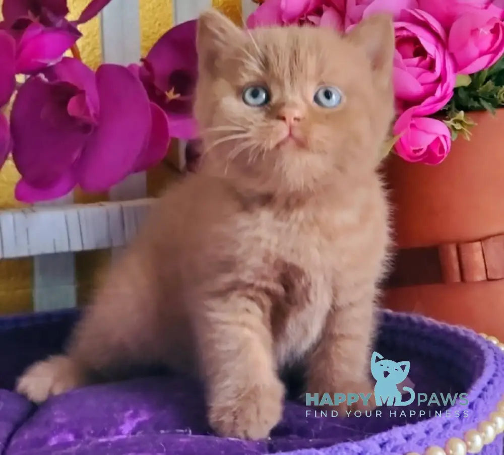 Benjamin British Shorthair male cinnamon live animals