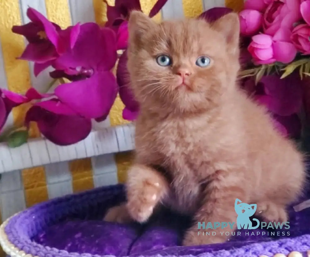 Benjamin British Shorthair male cinnamon live animals
