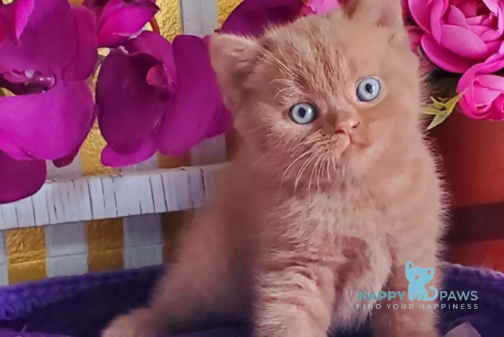 Benjamin British Shorthair male cinnamon live animals