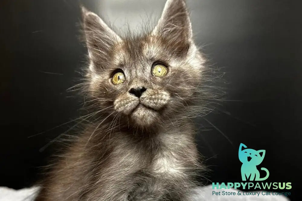 Benjamin Maine Coon male black silver - live animals