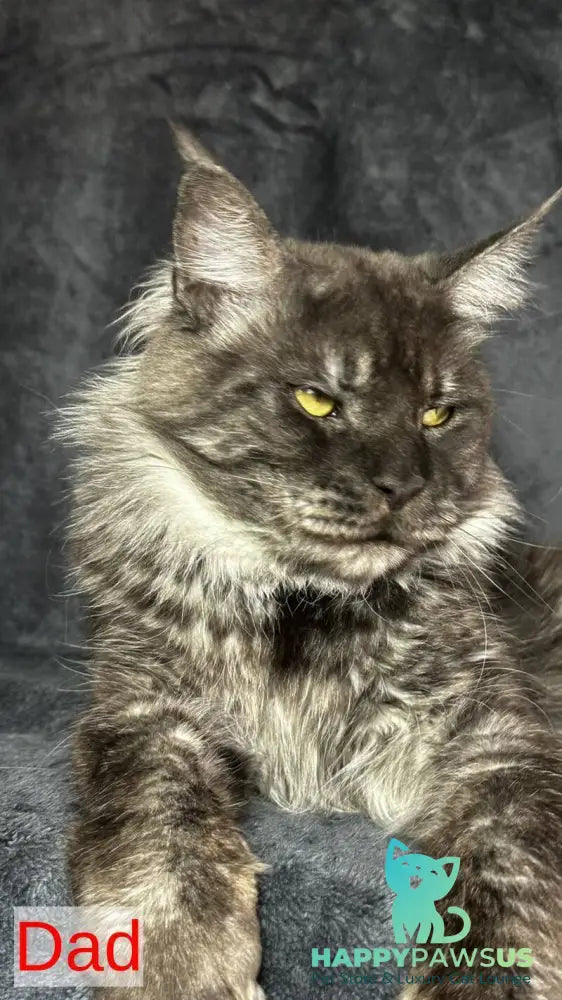Benjamin Maine Coon male black silver - live animals
