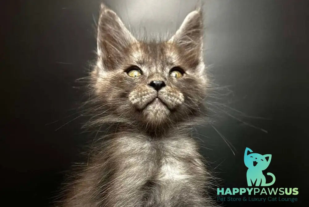 Benjamin Maine Coon male black silver - live animals
