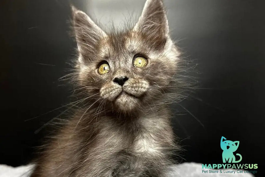 Benjamin Maine Coon male black silver - live animals