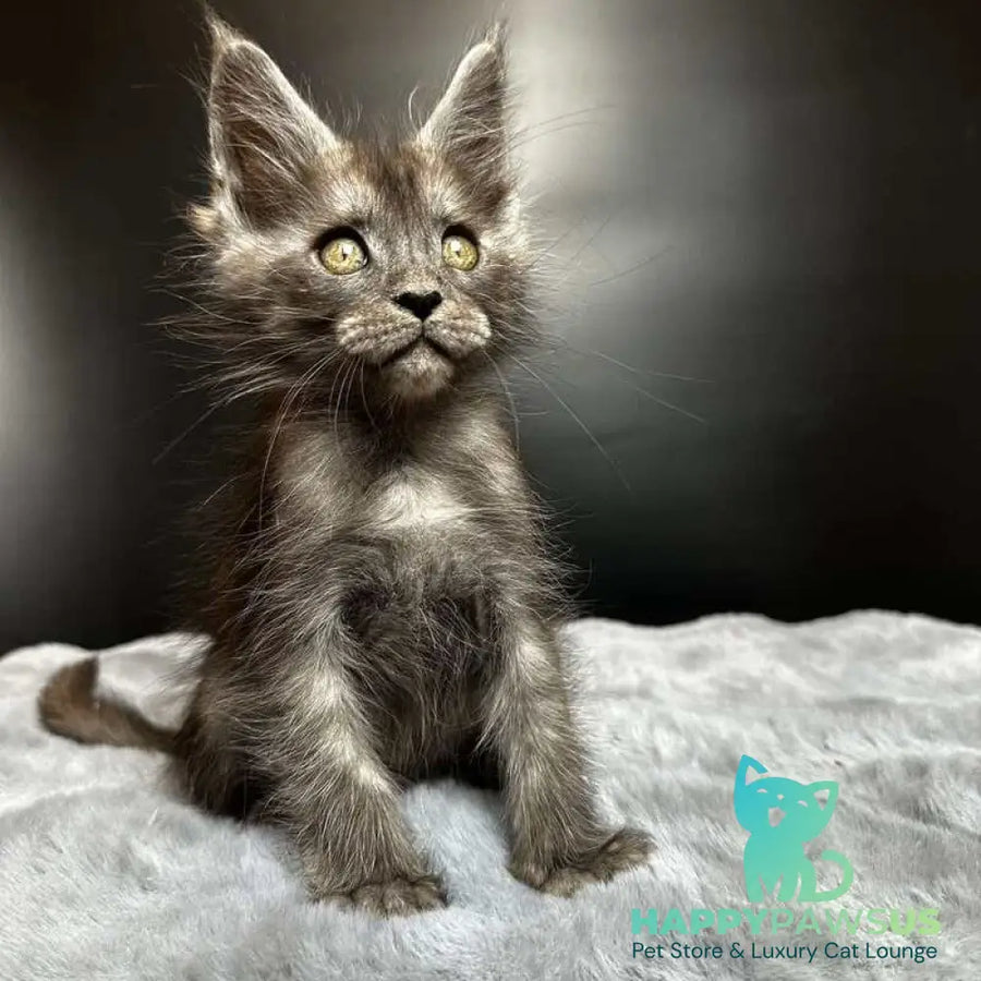 Benjamin Maine Coon male black silver - live animals
