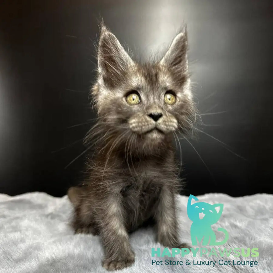 Benjamin Maine Coon male black silver - live animals