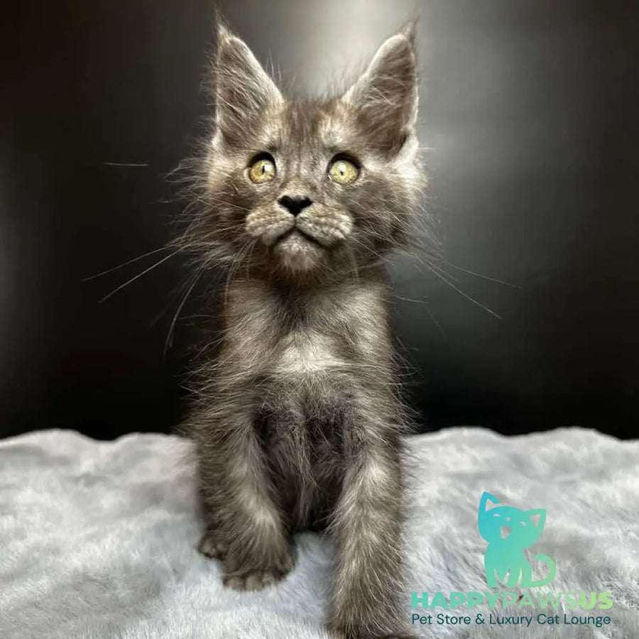 Benjamin Maine Coon male black silver - live animals