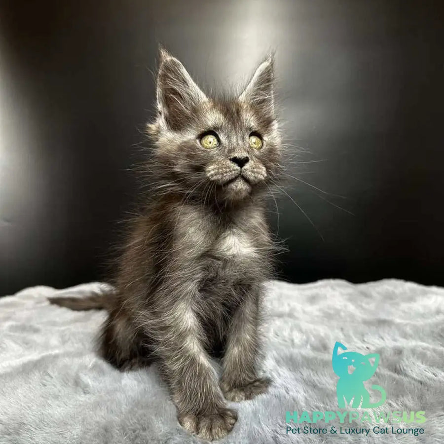 Benjamin Maine Coon male black silver - live animals