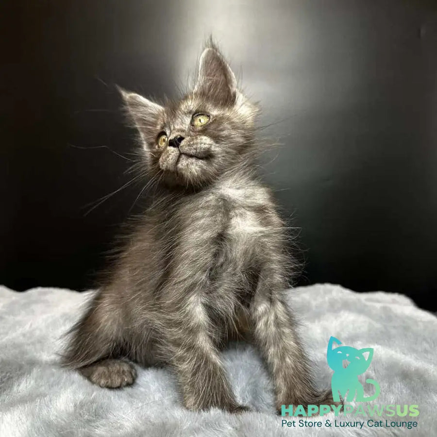 Benjamin Maine Coon male black silver - live animals
