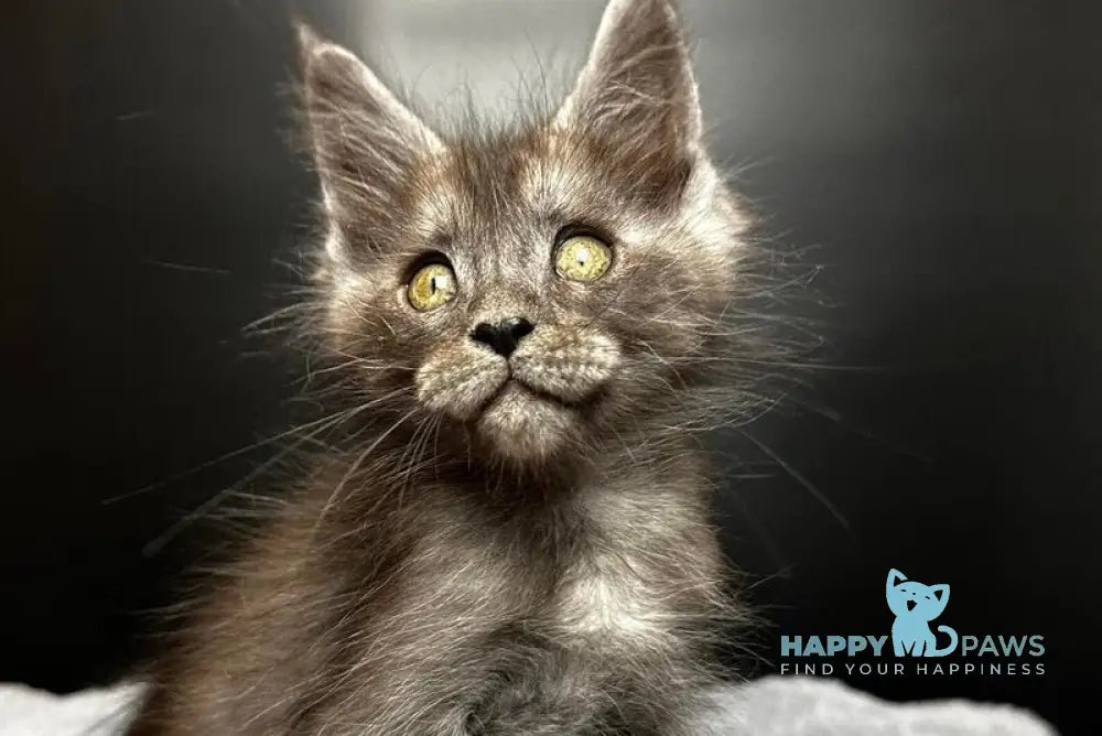 Benjamin Maine Coon male black silver - live animals