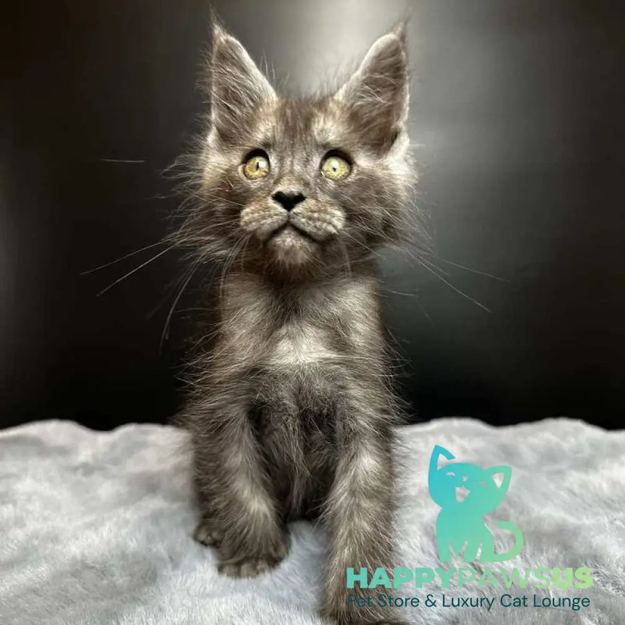 Benjamin Maine Coon male black silver - live animals