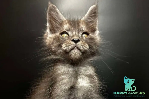 Benjamin Maine Coon male black silver - live animals