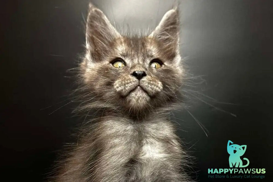 Benjamin Maine Coon male black silver - live animals