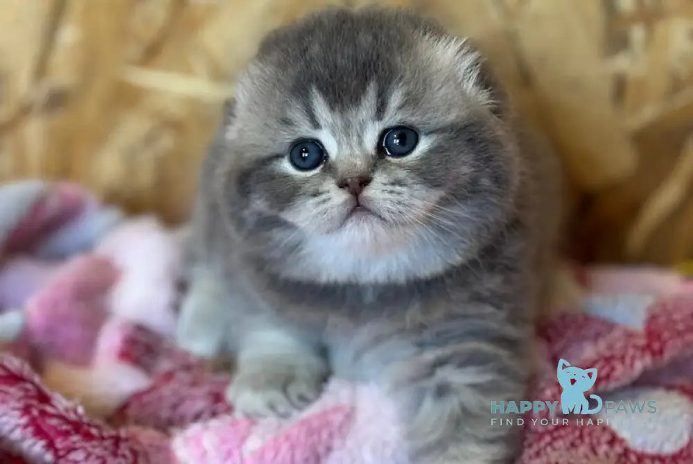 Benjamin Scottish Fold male blue ticked tabby live animals