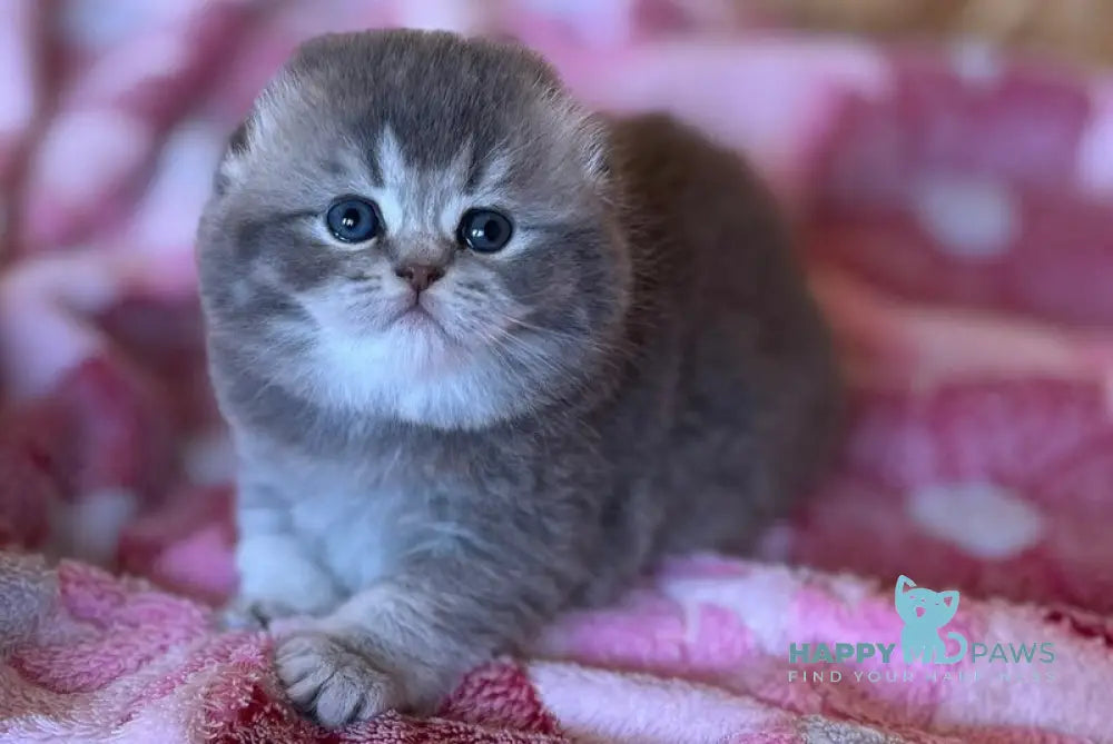Benjamin Scottish Fold male blue ticked tabby live animals