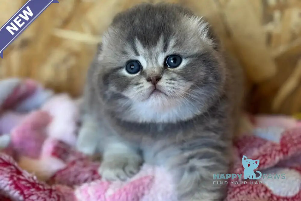 Benjamin Scottish Fold male blue ticked tabby live animals