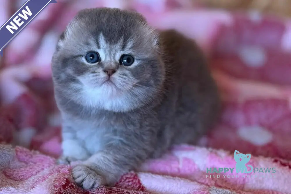 Benjamin Scottish Fold male blue ticked tabby live animals