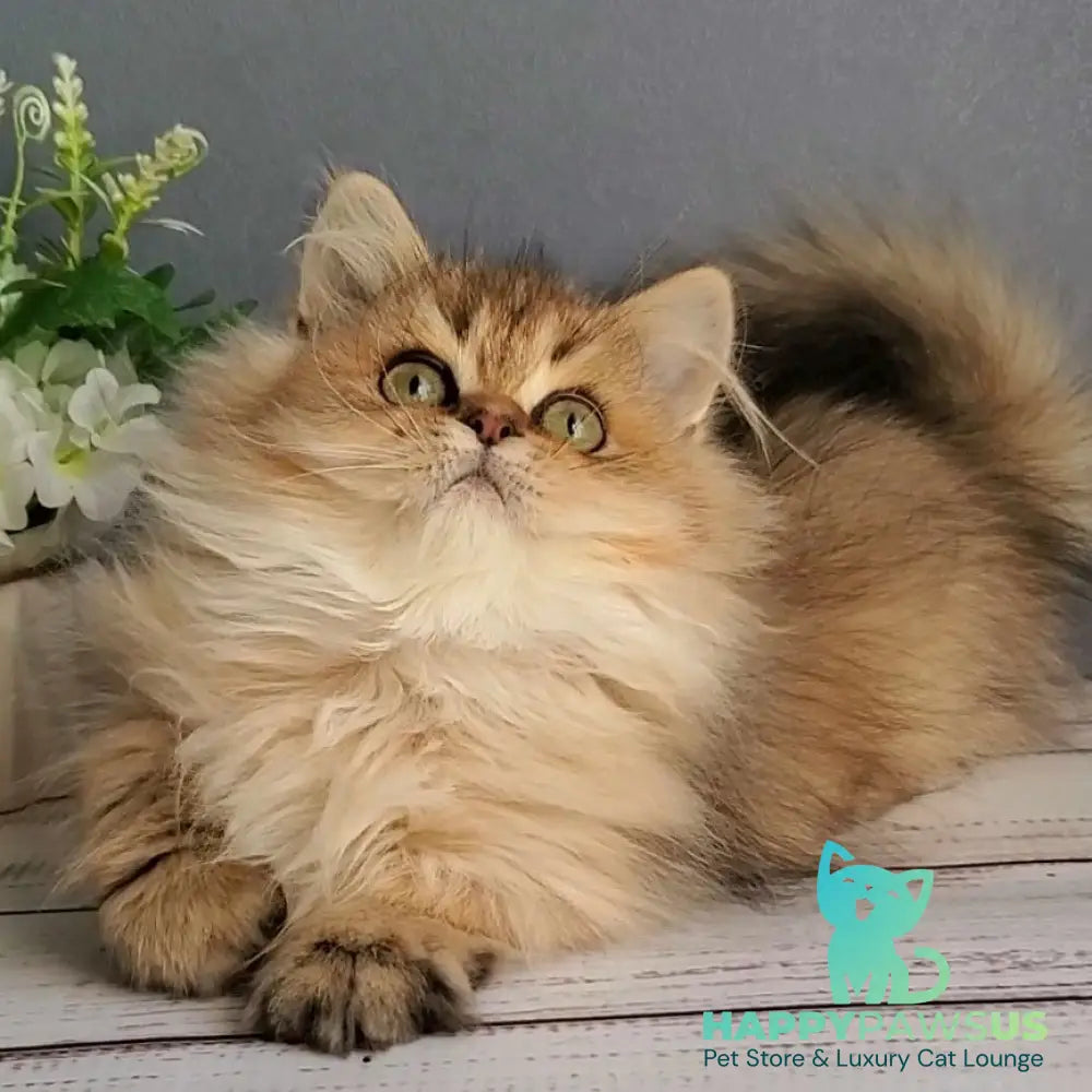 Benji British Longhair male black golden ticked tabby - live animals