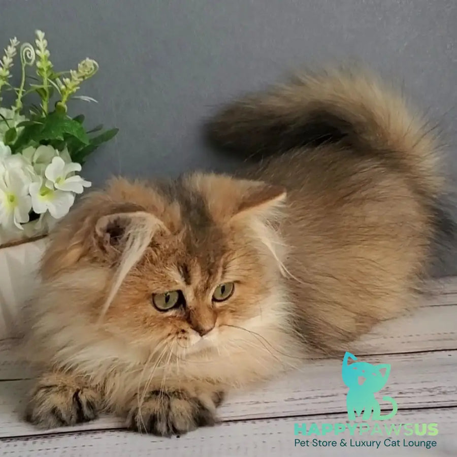 Benji British Longhair male black golden ticked tabby - live animals