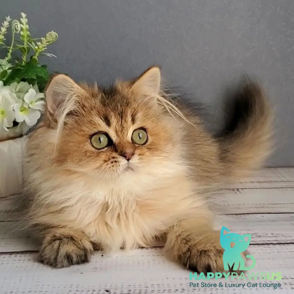 Benji British Longhair male black golden ticked tabby - live animals