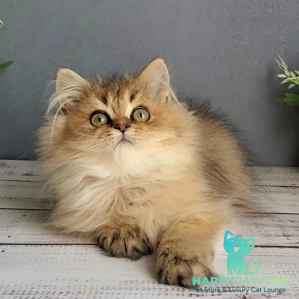 Benji British Longhair male black golden ticked tabby - live animals