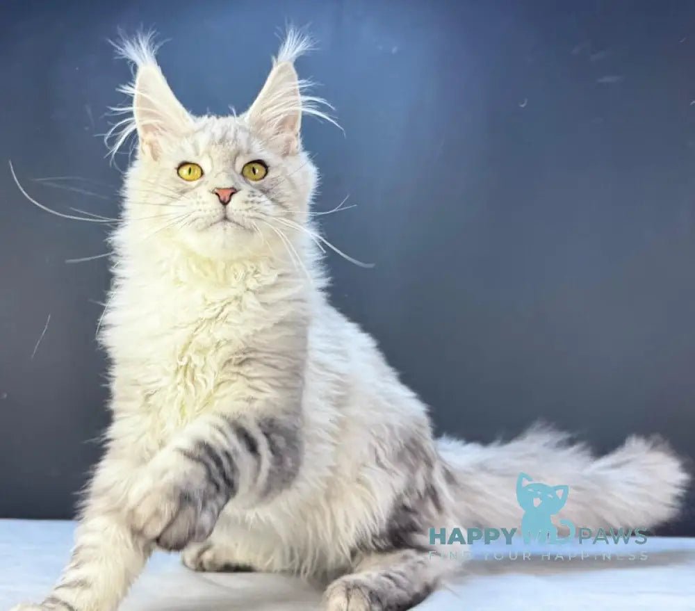 Benji Maine Coon male black silver tabby live animals