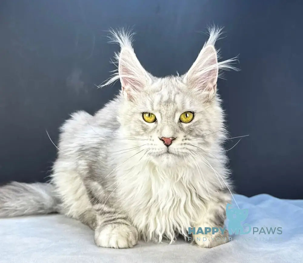 Benji Maine Coon male black silver tabby live animals