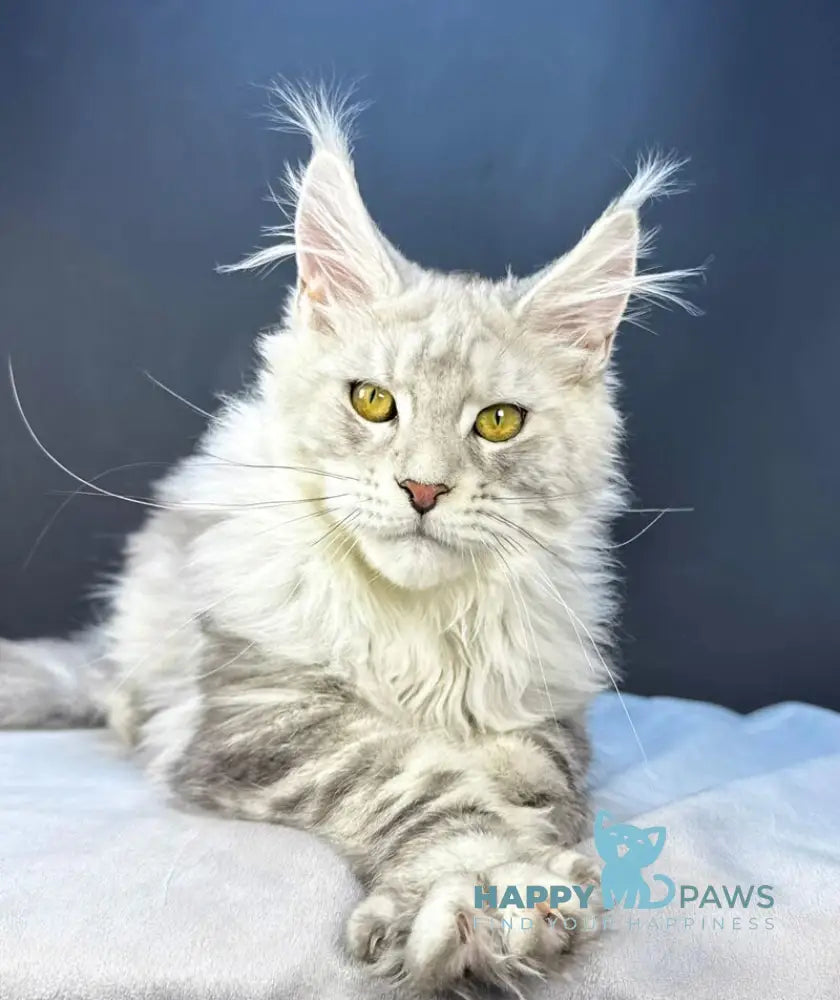 Benji Maine Coon male black silver tabby live animals